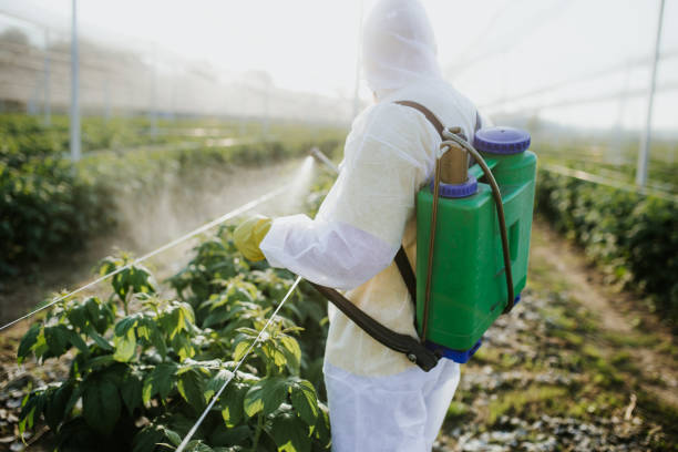 Best Wasp Removal Services  in Plafield, IN